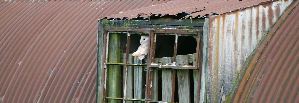 Barn Owl Ecology Survey