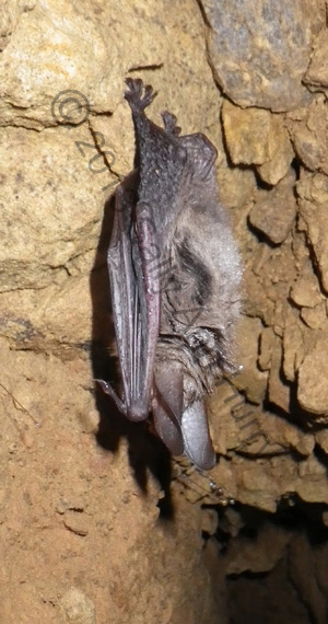 Bechstein bat Myotis bechsteinii