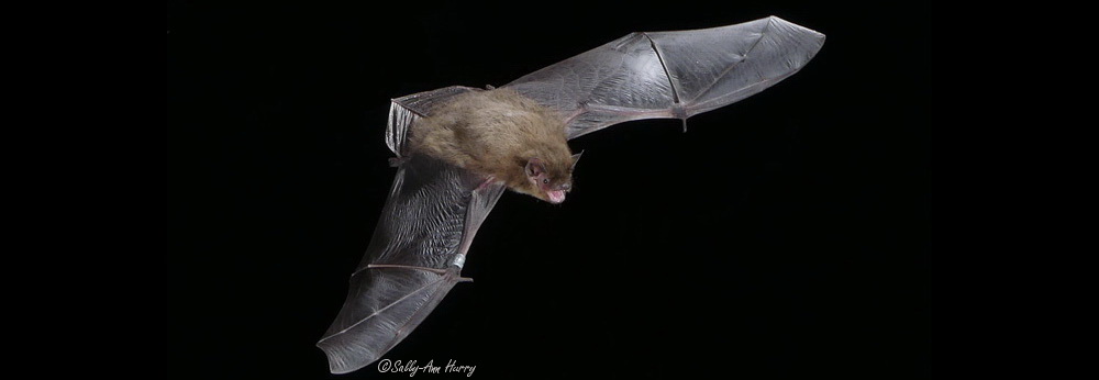 Nathusius pipistrelle bat in Flight by Sally-Ann Hurry