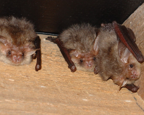 Bat Survey