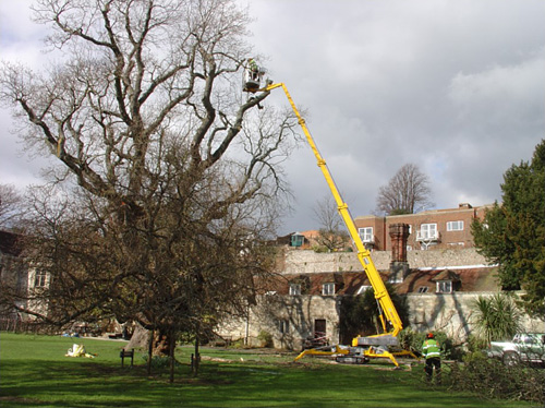 Mountfield Ecology Survey